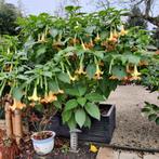 Brugmansia geel en wit, Tuin en Terras, Planten | Tuinplanten, Volle zon, Vaste plant, Zomer, Ophalen