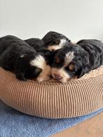 Lieve Berner Sennen pups te koop, Dieren en Toebehoren, België, Particulier, Meerdere, Meerdere dieren