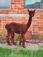 Mooie alpaca hengst  te koop of dekking, Animaux & Accessoires, Mâle, 3 à 5 ans