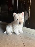 Westhighland white terriër pups/cesar/westy/pups/wit/westie, Dieren en Toebehoren, Honden | Jack Russells en Terriërs, België
