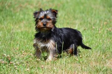 Yorkshire Terriër pup te koop / teefje beschikbaar voor biedingen