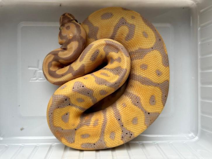 1.0 ball python - banana enchi leopard fire, Dieren en Toebehoren, Reptielen en Amfibieën, Slang, 0 tot 2 jaar, Tam