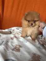 Pomeranian reutje, Chien (mâle), Autres races, Belgique, 8 à 15 semaines