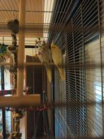 Valkparkieten, Dieren en Toebehoren