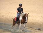 Top brave e pony ruin, Dieren en Toebehoren, Pony's, E pony (1.48m - 1.57m), Ruin, Dressuurpony, Zadelmak