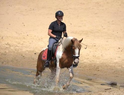 Top brave e pony ruin, Dieren en Toebehoren, Pony's, Ruin, Zadelmak, E pony (1.48m - 1.57m), Dressuurpony, 3 tot 6 jaar, Gechipt