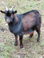 Bokje, Animaux & Accessoires, Moutons, Chèvres & Cochons, Mâle, Chèvre, 0 à 2 ans