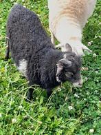 Te koop: 2 ouessant rammetjes, Dieren en Toebehoren, Schapen, Geiten en Varkens