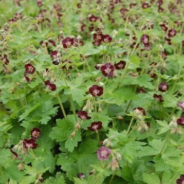Geranium phaeum beschikbaar voor biedingen