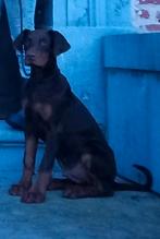 Dobermann puppy, België, Fokker | Hobbymatig, 15 weken tot 1 jaar, CDV (hondenziekte)