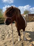 Cheval et son compagnon Shetland à vendre, Dieren en Toebehoren, Paarden, Ruin, L, 160 tot 165 cm, 11 jaar of ouder