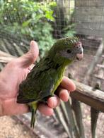 Kakariki klaar om handtam te maken, Dieren en Toebehoren, Vogels | Parkieten en Papegaaien, Geslacht onbekend, Geringd