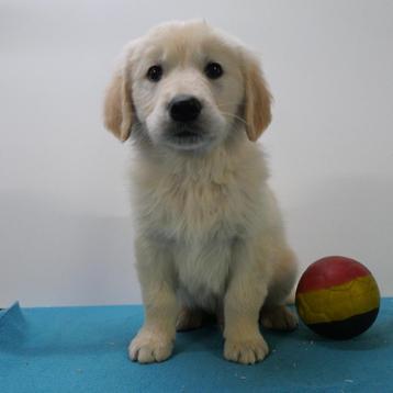 Golden Retriever - Belgische pups te koop beschikbaar voor biedingen