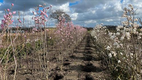 Meerstammige Magnolia tulpenbomen in soorten en maten, Tuin en Terras, Planten | Bomen, Ophalen of Verzenden