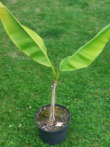 Bananenplant  beschikbaar voor biedingen