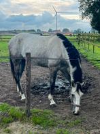 Leuke 5 jarige ruin, Dieren en Toebehoren, Paarden, Springpaard, Gechipt, Ruin, 3 tot 6 jaar