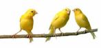 CANARIS, Animaux & Accessoires, Enlèvement