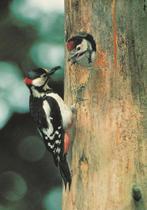 BONTE  SPECHT  MET  JONG, Verzamelen, Postkaarten | Dieren, Verzenden, Ongelopen, Vogel