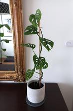 Fiere Monstera Adonsonii - Monkey Leaf + pot, Ophalen, Overige soorten, Halfschaduw, In pot