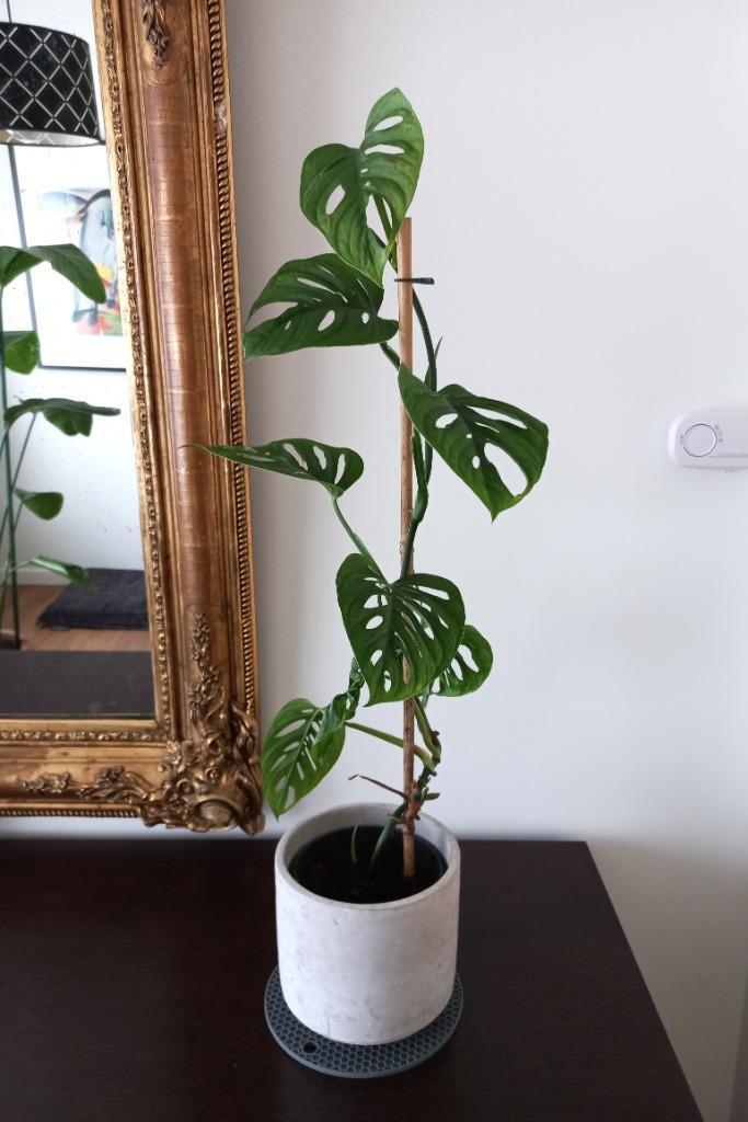 Fiere Monstera Adonsonii - Monkey Leaf + pot, Huis en Inrichting, Kamerplanten, Overige soorten, Minder dan 100 cm, Groene kamerplant