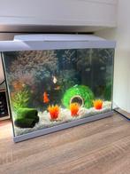 Aquarium 40 liter, Ophalen, Zo goed als nieuw, Verlichting of Verwarming