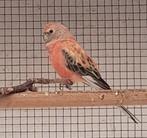 opaline roze bourks parkiet 2025, Dieren en Toebehoren, Vogels | Parkieten en Papegaaien, Mannelijk, Parkiet, Geringd