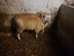 schaap ram te koop
