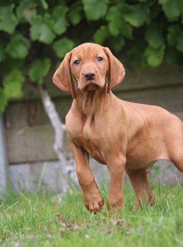 Vizsla  beschikbaar voor biedingen