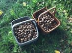 Walnoten, okkernoten, Tuin en Terras, Planten | Fruitbomen, Ophalen