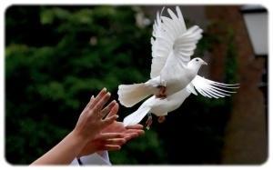 🕊 Lâcher de colombe - mariage, cérémonie 🕊, Diversen, Cadeauverpakkingen, Nieuw, Ophalen