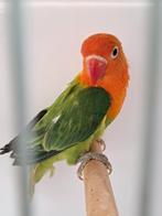 Ficheri's : Gr opa / dilute  x blauwe opa dilute( koppel), Dieren en Toebehoren, Vogels | Parkieten en Papegaaien, Meerdere dieren