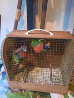 Massena lori, Dieren en Toebehoren