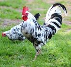 Bonte leghorn