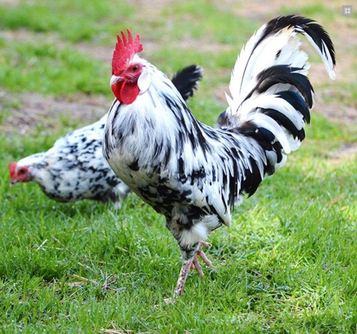 Bonte leghorn, Animaux & Accessoires, Volatiles, Poule ou poulet, Femelle