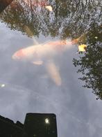 Grote koi, Dieren en Toebehoren, Vissen | Vijvervissen