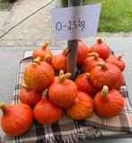 Pompoenen te koop, Zakelijke goederen, Ophalen