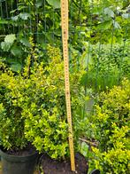 Japanse hulst (Ilex) 50-60cm, Jardin & Terrasse, Plantes | Arbustes & Haies, Enlèvement, Houx