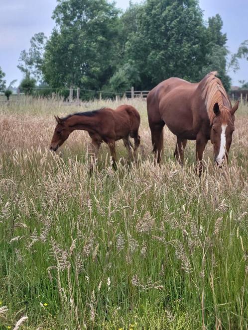 Zeer braaf merrie veulen Johnny Depp x armani, Dieren en Toebehoren, Paarden, Merrie, Niet van toepassing, 0 tot 2 jaar, Dressuurpaard