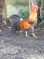 Broedeieren Leghorn blauwpatrijs, Dieren en Toebehoren, Geslacht onbekend, Kip