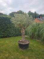 Mooie olijfboom in pot 60 j oud, Tuin en Terras, Planten | Bomen, Ophalen, In pot, Olijfboom