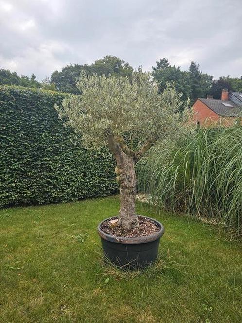 Mooie olijfboom in pot 60 j oud, Tuin en Terras, Planten | Bomen, Olijfboom, In pot, Ophalen