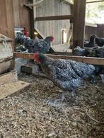 Mechelse Koekoek hanen, Dieren en Toebehoren, Pluimvee