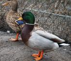 Eenden  Hollandse kwakers, Dieren en Toebehoren, Mannelijk, Eend