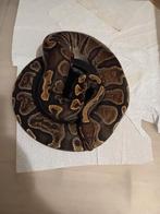 Koppel ball python te koop, Dieren en Toebehoren