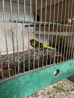 Koppel kakariki’s, Dieren en Toebehoren, Vogels | Parkieten en Papegaaien, Meerdere dieren, Papegaai, Geringd