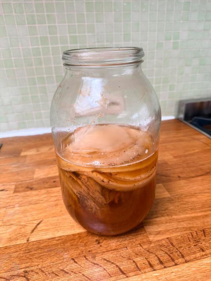 Scoby For your kombucha, natural probiotics €5 each, Divers, Produits alimentaires, Enlèvement