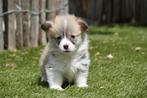 Prachtige Welsh Corgi Pembroke pups, Dieren en Toebehoren, België, Overige rassen, CDV (hondenziekte), 8 tot 15 weken