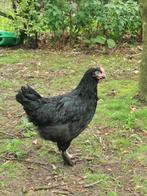 Marans, Dieren en Toebehoren