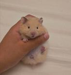 Langharige goudhamster, Dieren en Toebehoren, Knaagdieren, Juli, Hamster
