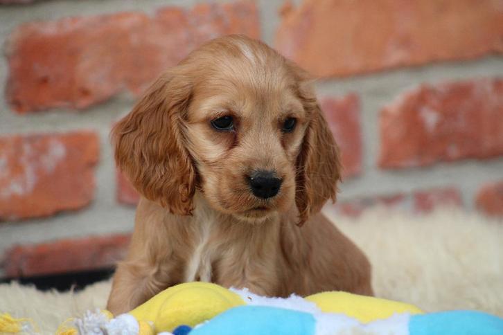 Chiot Cocker anglais, Animaux & Accessoires, Chiens | Retrievers, Épagneuls & Chiens d'eau, Chien (mâle), Épagneul, Éleveur | Professionnel